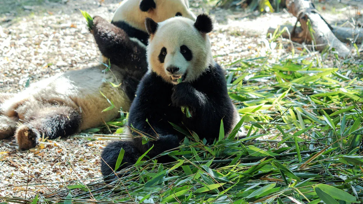 Giant Pandas 'Jin Xi' and 'Zhuyu' Begin 10-Year Stay in Spain